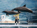 Bottlenose Dolphin Dolphin_show1 Tursiops Delphinidae delfin