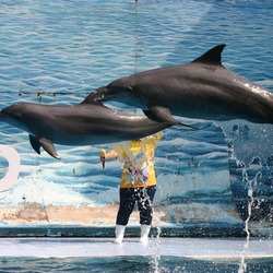 Bottlenose Dolphin Dolphin_show1 Tursiops Delphinidae delfin