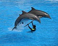 Bottlenose Dolphin Dolphins Loro_Parque  Tursiops Delphinidae