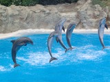 Loro Parque