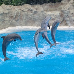 Loro Parque