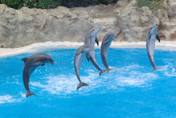 Loro Parque