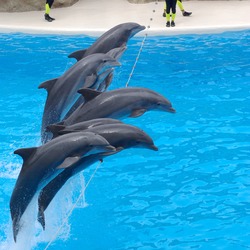 Loro Parque