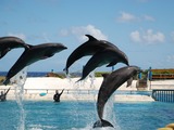 Bottlenose Dolphin Dolphins_Sea_Life_Park_2009 Tursiops Delphinidae delfin