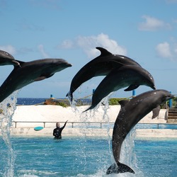 Bottlenose Dolphin Dolphins_Sea_Life_Park_2009 Tursiops Delphinidae delfin