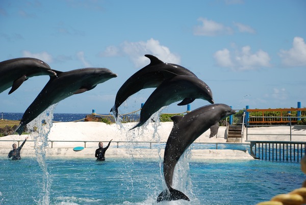 Bottlenose Dolphin Dolphins_Sea_Life_Park_2009 Tursiops Delphinidae delfin