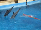 Bottlenose Dolphin Dolphins_and_synchronized_swimming Tursiops Delphinidae delfin