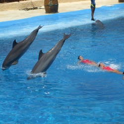 Bottlenose Dolphin Dolphins_and_synchronized_swimming Tursiops Delphinidae delfin