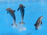 Bottlenose Dolphin Dolphins_at_Loro_Parque_ Tursiops Delphinidae delfin