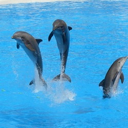 Bottlenose Dolphin Dolphins_at_Loro_Parque_ Tursiops Delphinidae delfin