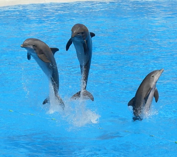 Bottlenose Dolphin Dolphins_at_Loro_Parque_ Tursiops Delphinidae delfin