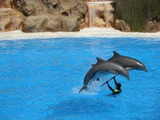 Bottlenose Dolphin Dolphins_at_Loro_Parque_04 Tursiops Delphinidae delfin
