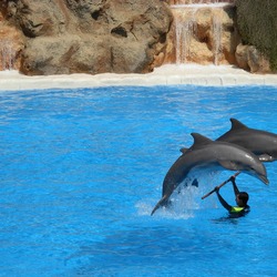 Bottlenose Dolphin Dolphins_at_Loro_Parque_04 Tursiops Delphinidae delfin