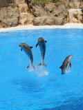 Bottlenose Dolphin Dolphins_at_Loro_Parque_08-crop Tursiops Delphinidae delfin