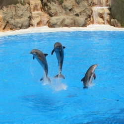 Bottlenose Dolphin Dolphins_at_Loro_Parque_08-crop Tursiops Delphinidae delfin