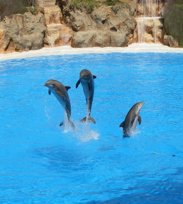 Bottlenose Dolphin Dolphins_at_Loro_Parque_08-crop Tursiops Delphinidae delfin