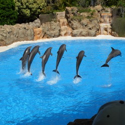 Bottlenose Dolphin Dolphins_at_Loro_Parque_09 Tursiops Delphinidae delfin