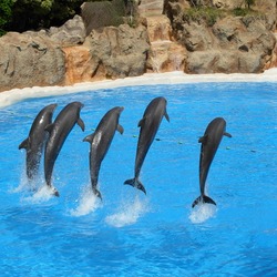 Bottlenose Dolphin Dolphins_at_Loro_Parque_09v2 Tursiops Delphinidae delfin