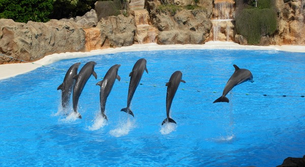 Bottlenose Dolphin Dolphins_at_Loro_Parque_09v2 Tursiops Delphinidae delfin