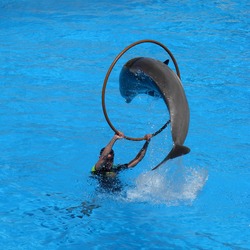 Bottlenose Dolphin Dolphins_at_Loro_Parque_13 Tursiops Delphinidae delfin