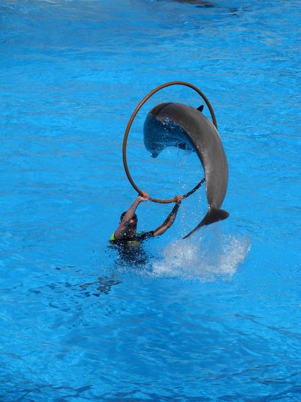 Bottlenose Dolphin Dolphins_at_Loro_Parque_13 Tursiops Delphinidae delfin