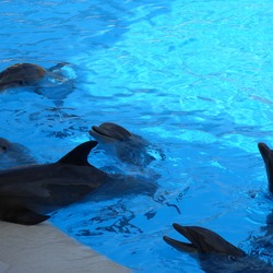 Bottlenose Dolphin Dolphins_at_Loro_Parque_21 Tursiops Delphinidae delfin