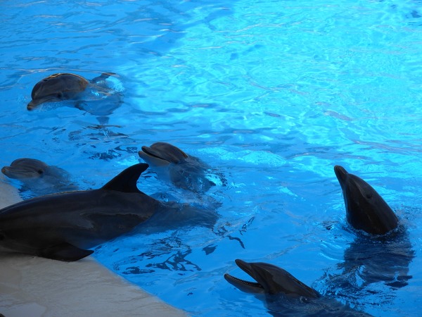 Bottlenose Dolphin Dolphins_at_Loro_Parque_21 Tursiops Delphinidae delfin