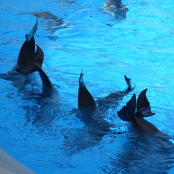 Bottlenose Dolphin Dolphins_at_Loro_Parque_22 Tursiops Delphinidae delfin