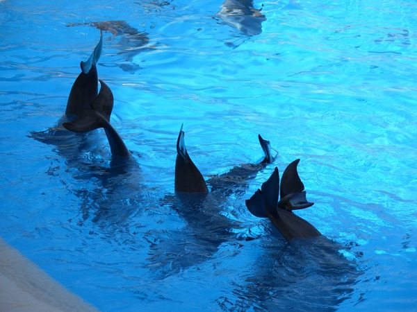 Bottlenose Dolphin Dolphins_at_Loro_Parque_22 Tursiops Delphinidae delfin