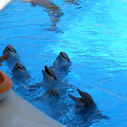Bottlenose Dolphin Dolphins_at_Loro_Parque_23 Tursiops Delphinidae delfin