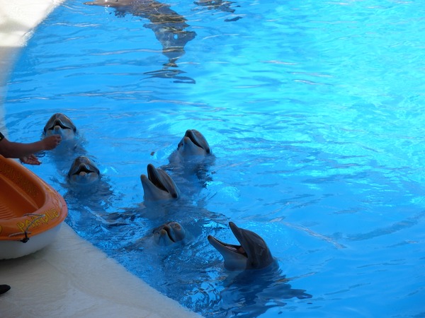 Bottlenose Dolphin Dolphins_at_Loro_Parque_23 Tursiops Delphinidae delfin