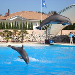 Bottlenose Dolphin Dolphins_at_conny-land Tursiops Delphinidae delfin