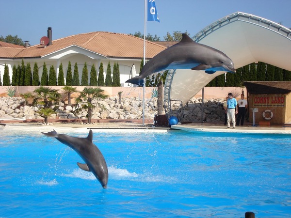 Bottlenose Dolphin Dolphins_at_conny-land Tursiops Delphinidae delfin