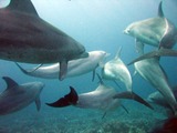 Bottlenose Dolphin Dolphins_gesture_language Tursiops Delphinidae delfin