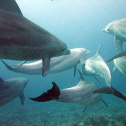 Bottlenose Dolphin Dolphins_gesture_language Tursiops Delphinidae delfin