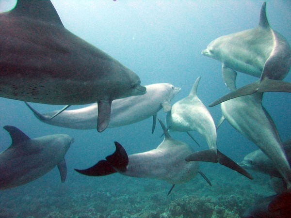 Bottlenose Dolphin Dolphins_gesture_language Tursiops Delphinidae delfin