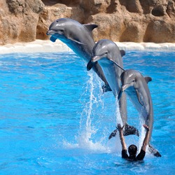 Bottlenose Dolphin Dolphins_jumping_qtl1 Tursiops Delphinidae delfin