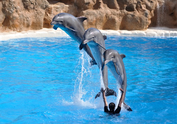 Bottlenose Dolphin Dolphins_jumping_qtl1 Tursiops Delphinidae delfin