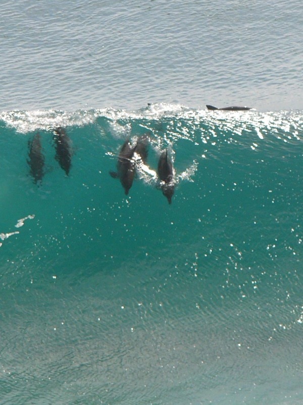 Bottlenose Dolphin Dolphinsurfresize Tursiops Delphinidae delfin