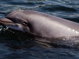 Bottlenose Dolphin Dolphintursiops Tursiops Delphinidae delfin