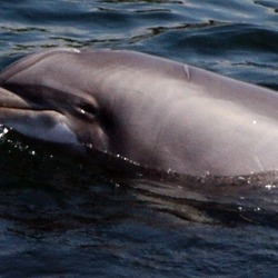 Bottlenose Dolphin Dolphintursiops Tursiops Delphinidae delfin