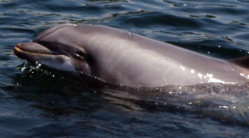 Bottlenose Dolphin Dolphintursiops Tursiops Delphinidae delfin