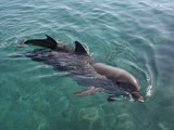 Bottlenose Dolphin Eilat_-_Dolphin_reef Tursiops Delphinidae delfin