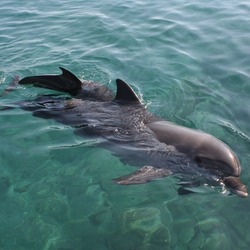 Bottlenose Dolphin Eilat_-_Dolphin_reef Tursiops Delphinidae delfin