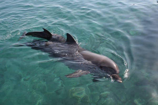 Bottlenose Dolphin Eilat_-_Dolphin_reef Tursiops Delphinidae delfin