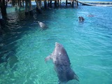 Bottlenose Dolphin Eilat_s_Dolphinarium Tursiops Delphinidae delfin
