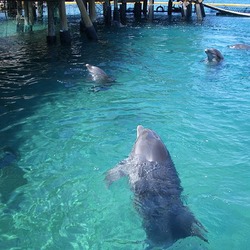 Bottlenose Dolphin Eilat_s_Dolphinarium Tursiops Delphinidae delfin