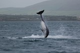 Ocean Mammals