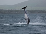 Bottlenose Dolphin Fungie_(1483877277) Tursiops Delphinidae delfin