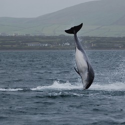 Bottlenose Dolphin Fungie_(1483877277) Tursiops Delphinidae delfin